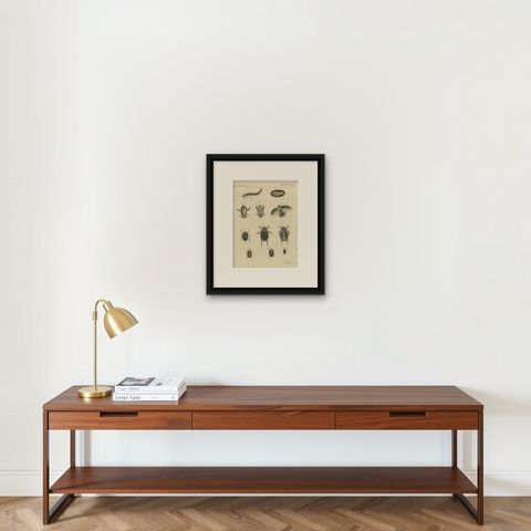 Diving Beetles and Water Beetles with Larva, Antique Bertuch Print, circa 1815, shown framed on a wall