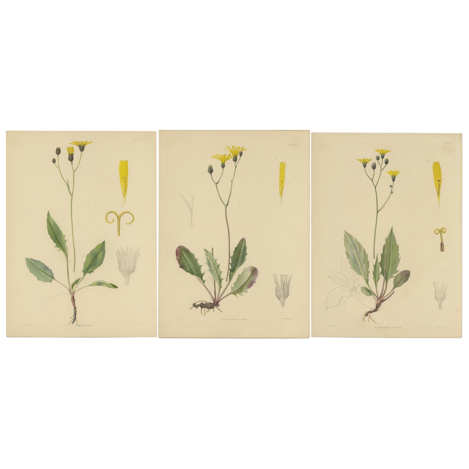 Set of 3 Antique Botany Prints H. Marshalli and Other Flowering Plants