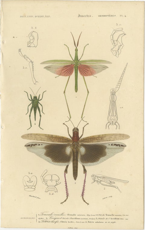 Antique Orthoptères Pair, Grasshoppers, Mantids & Earwigs, French c.1800, view 2