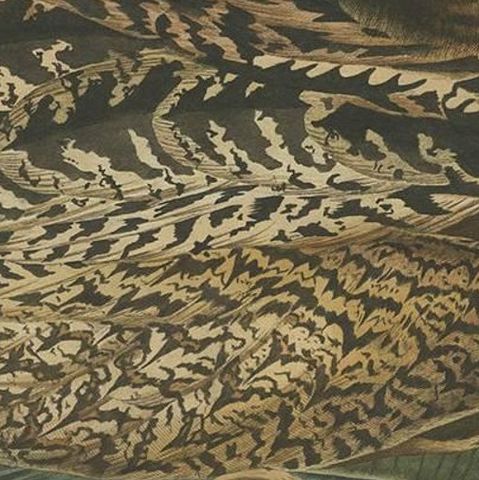 Ardea Stellaris Rufa, Eurasian Bittern from Nederlandsche Vogelen, 1809, close-up 1