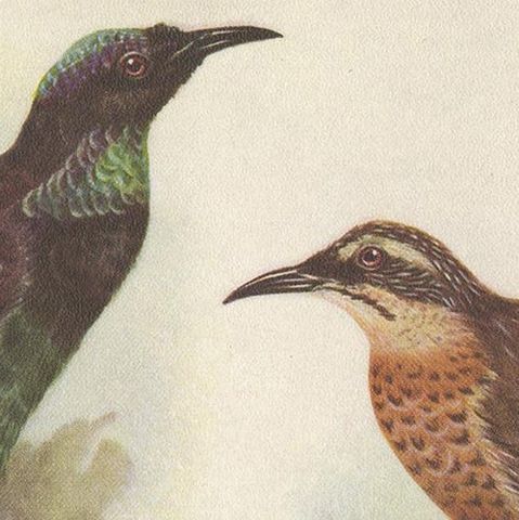 Antique Print of the Queen Victoria Rifle Bird and the Rifle Bird, 1950, close-up 1