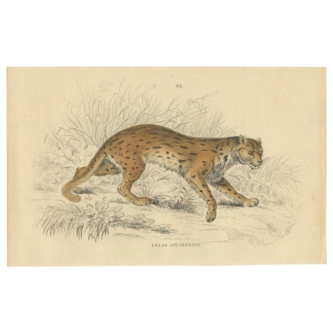 Hand-Colored Print of the Javan Leopard from Jardine's Natural History, 1860