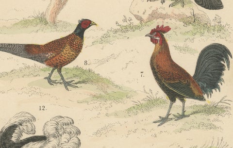 Game Birds & Flightless Birds Print: Peacock, Ostrich, Cassowary, Antique 1867, close-up 6