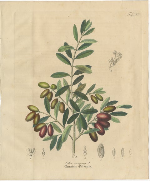 Antique Olive Botanical Print, Hand Colored Copper Engraving, c.1831, view 2