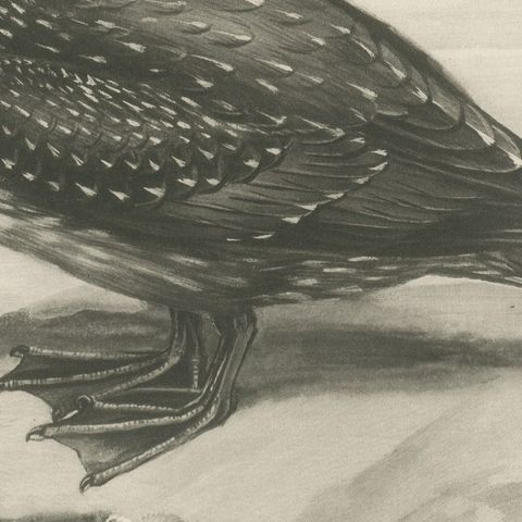 Gannet, Immature, Antique Bird Print after Lilian Medland, circa 1909, close-up 3