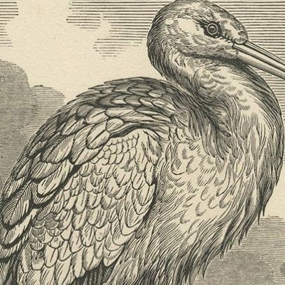 Old Antique Print of a White Stork and Newfoundlander Dog, 1835, close-up 1