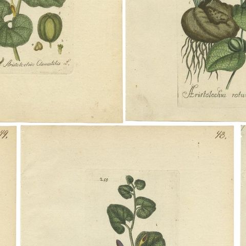 Set of 5 Antique Botany Prints - Aristolochia Species, close-up 2