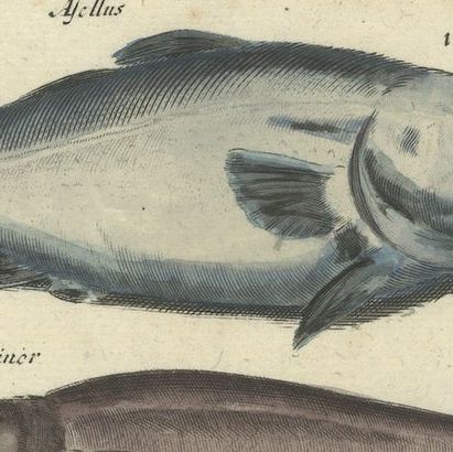 Original 17th Century Hand-Colored Print of a Roach, Sea Snake and other Fish, close-up 3