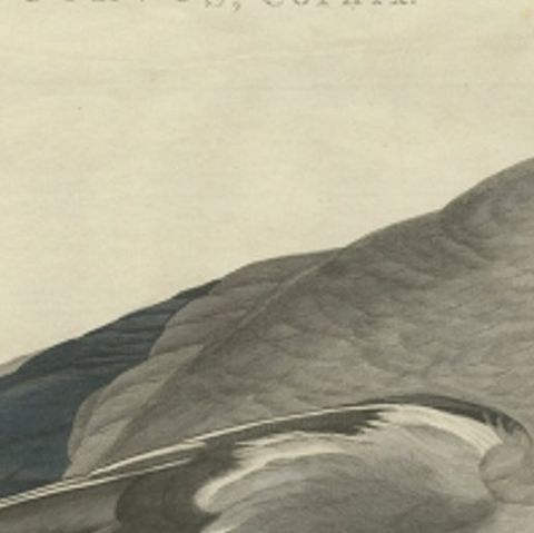 Antique Bird Print of the Hooded Crow by Sepp & Nozeman, 1797, close-up 1