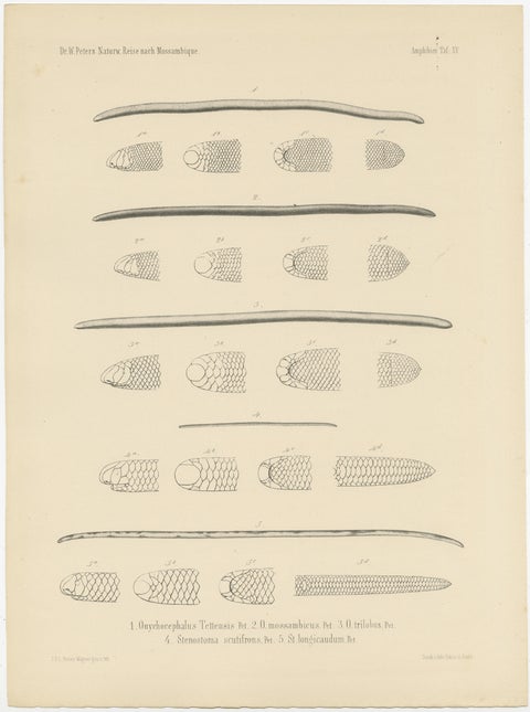 Set of 2 Antique Prints Illustrating the Anatomy of Various Amphibians, view 3