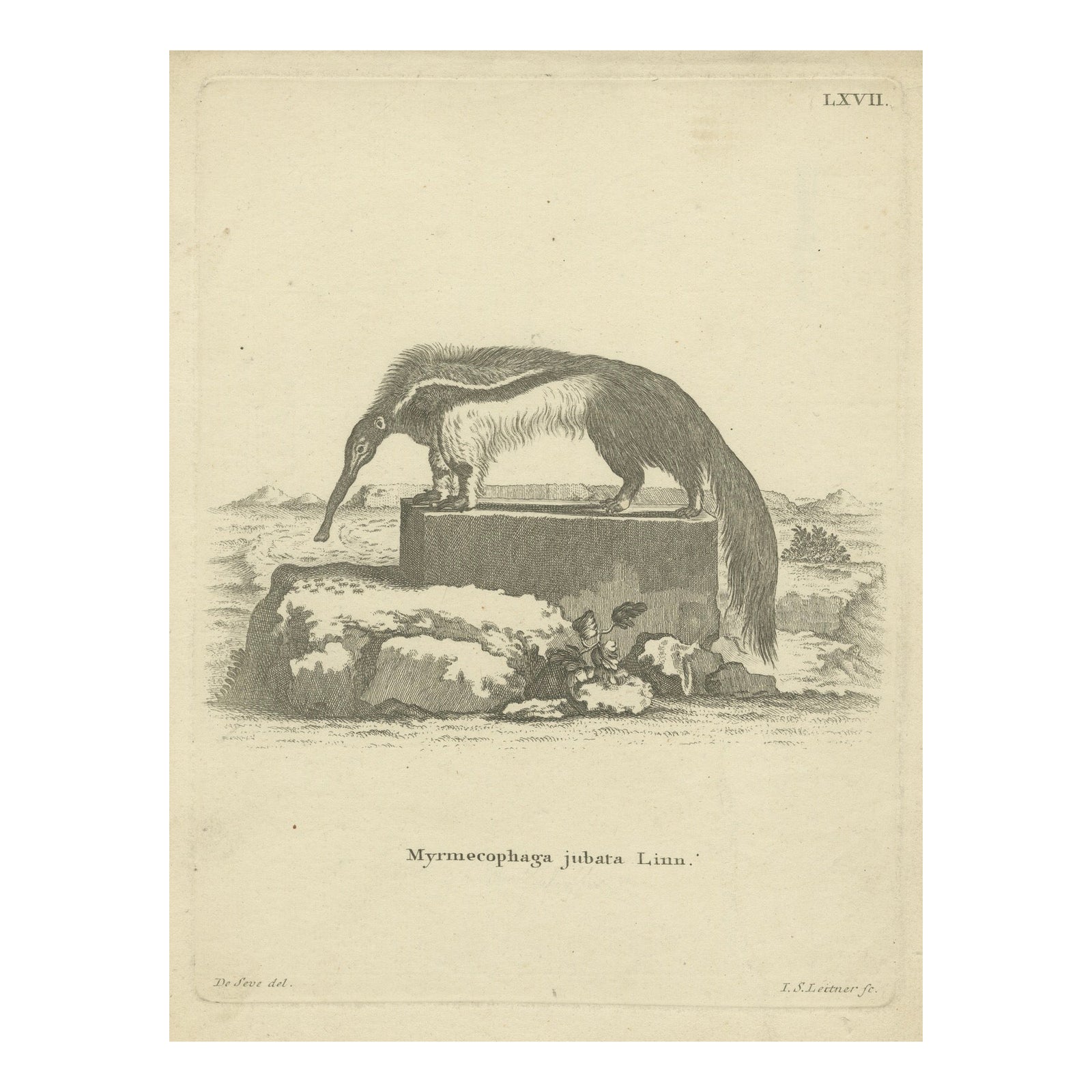 Giant Anteater, Antique Zoological Engraving by De Sève & Leitner, ca.1800