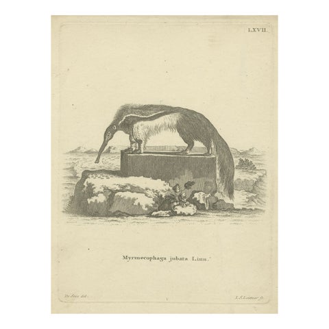 Giant Anteater, Antique Zoological Engraving by De Sève & Leitner, ca.1800