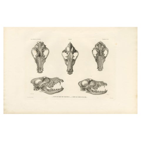 Rare Engraved Prints of Skulls of an Eskimo Dog and The Icelandic SheepDog, 1842
