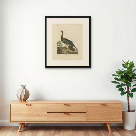 Antique Bird Print of the Horned Screamer by Goldfuss, circa 1824, shown framed on a wall