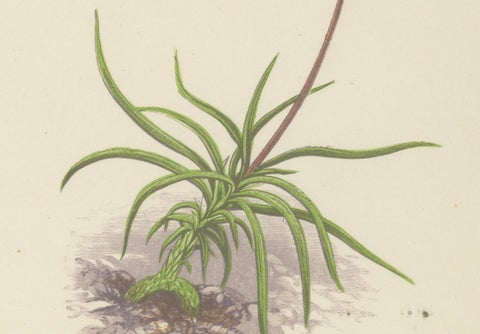 Alpine Violet and Red Calandrinia hand coloured botanical print 1874, close-up 3