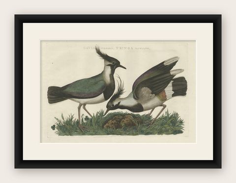 Northern Lapwing Print, Tringa Vanellus Vulgaris by Nozeman and Sepp, 1770, shown framed