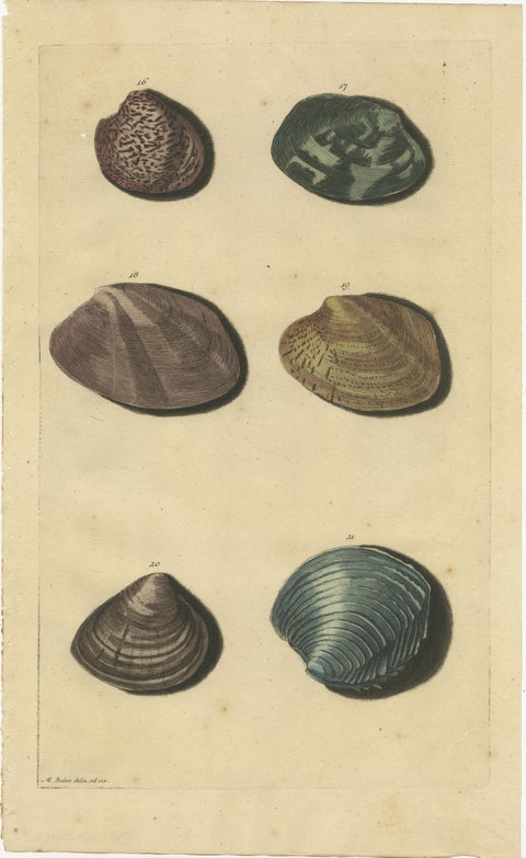 Set of 2 Colored Antique Prints of various Sea Shells and Molluscs, view 3