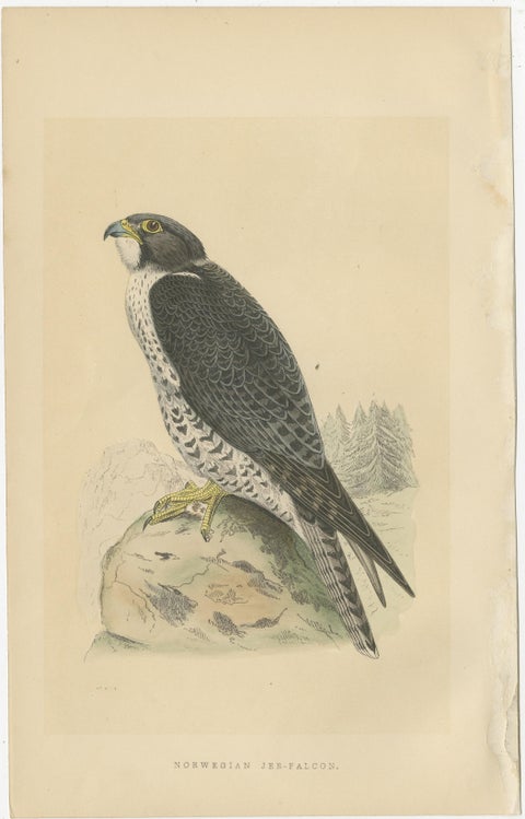 Set of 3 Antique Bird Prints of Two Falcons and Their Eggs, circa 1860, view 5