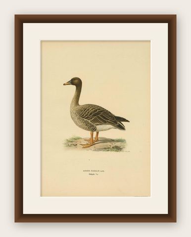 Antique Bird Print of a Taiga Bean Goose ‘Anser Fabalis’, 1917, shown framed