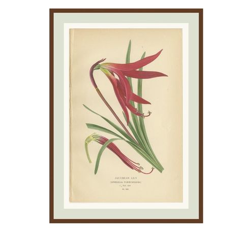 Scarborough Lily, Jacobean Lily & Clivia, Antique Chromolithographs 1897, close-up 1