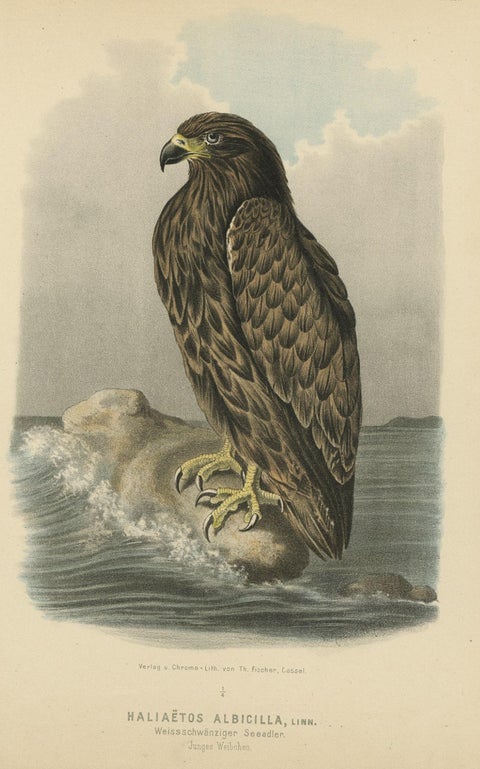 Bird Print of the White-Tailed or Grey or Eurasian Sea Eagle, 1894, close-up 1