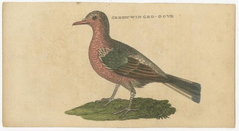Set of 4 Antique Bird Prints, Dove, Condor, Mino, Dun Diver, 1815, view 5