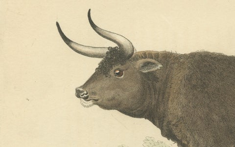 Antique Print with Hand Coloring of a Wild Ox, close-up 1