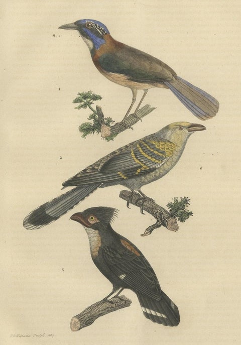 Old Bird Print of a Pitta Ground-roller, Channel-billed Cuckoo, Dusky Broadbill, close-up 1