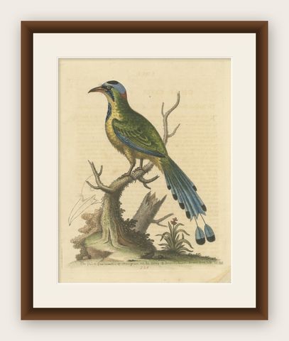 Antique Bird Print of the Brasilian Saw-Billed Roller, shown framed