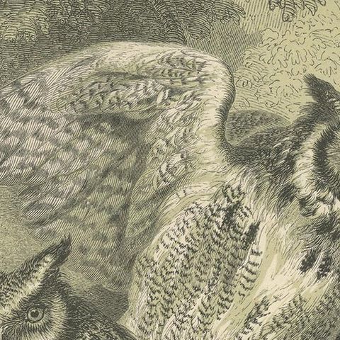 Antique Bird Print of the Great Horned Owl, 1853, close-up 1