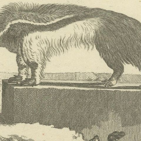 Giant Anteater, Antique Zoological Engraving by De Sève & Leitner, ca.1800, close-up 4