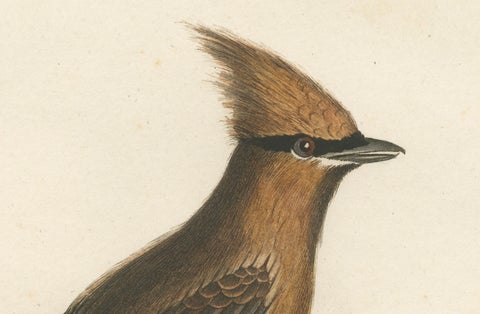 1807 Cedar Waxwing Print - Original Handcolored Bird Illustration by Vieillot, close-up 1