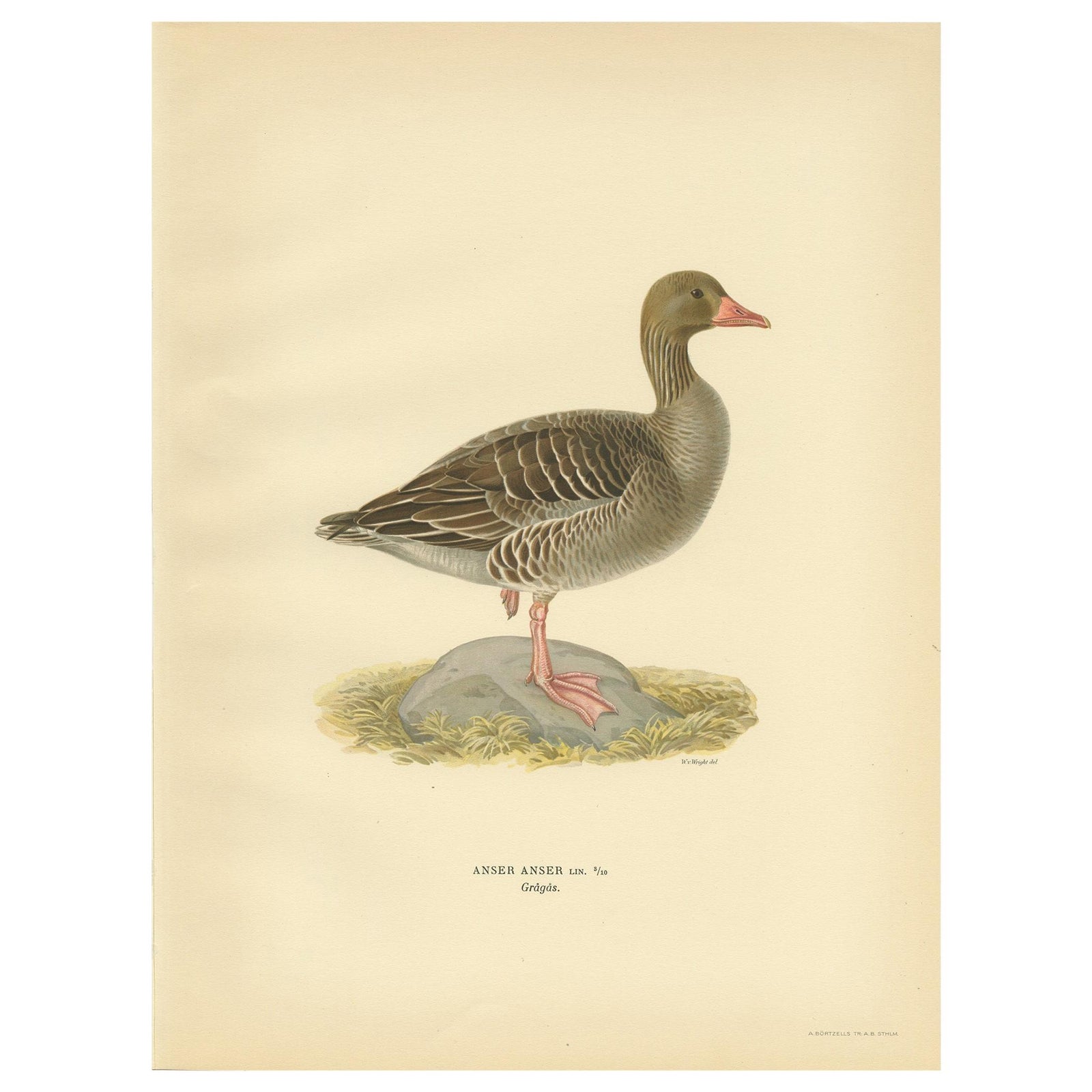 Antique Bird Print of the Greylag Goose by Von Wright, 1929