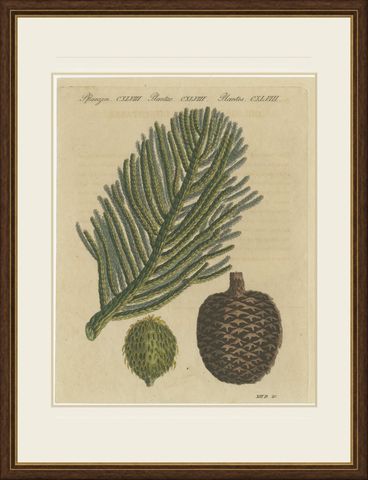 Norfolk Island Pine Branch and Cone, Antique Bertuch Print, circa 1815, shown framed