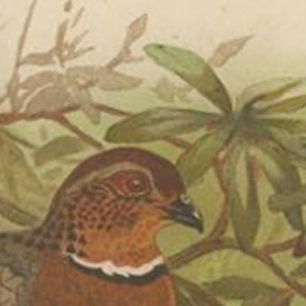 Antique Bird Print of the Bhutan Hill Partridge by Hume & Marshall, 1879, close-up 1