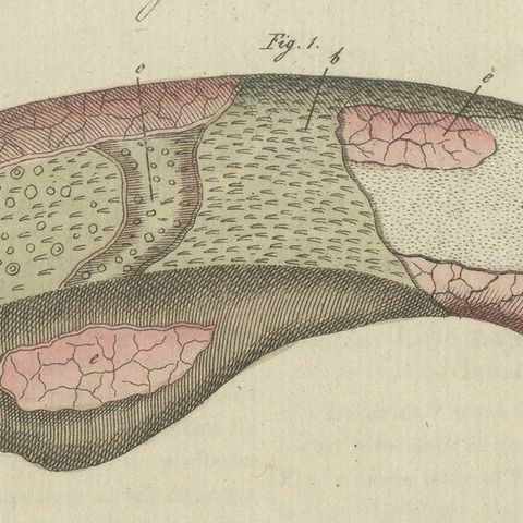 Antique Print of the Examination of a Beef Tongue of a Cow, close-up 1