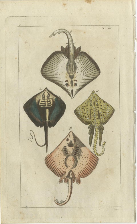 Set of 2 Antique Fish Prints, Common Torpedo Ray, Skate, Stingray, view 3