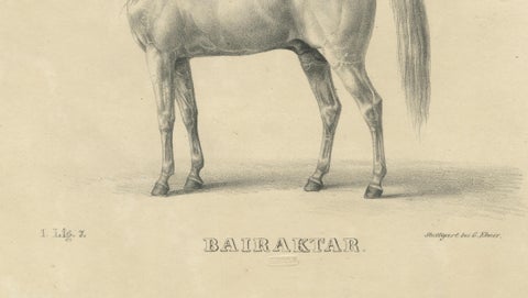 Antique Arabian Horse Lithograph “Bairaktar” by August Jäger, 1846, close-up 5