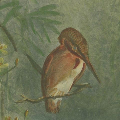 Kingfisher by the Water's Edge - Giacomelli’s Tranquil Nature Scene, Circa 1891, close-up 6