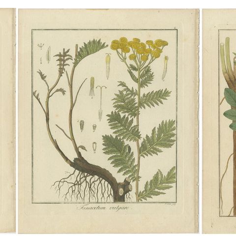 Wild Lettuce, Tansy, and Licorice: Botanical Illustrations from 1819, close-up 1
