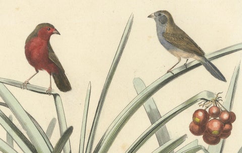 Ornithological Splendor: The Senegal Firefinch and Bengalese Finch Birds, 1837, close-up 1