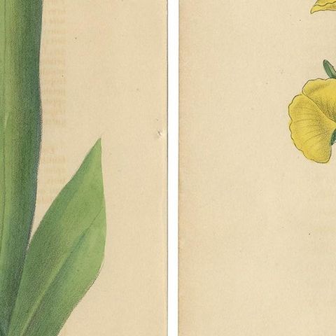 Set of 2 Antique Botany Prints, Dietes Bicolor Plant, Gompholobium '1846', close-up 2