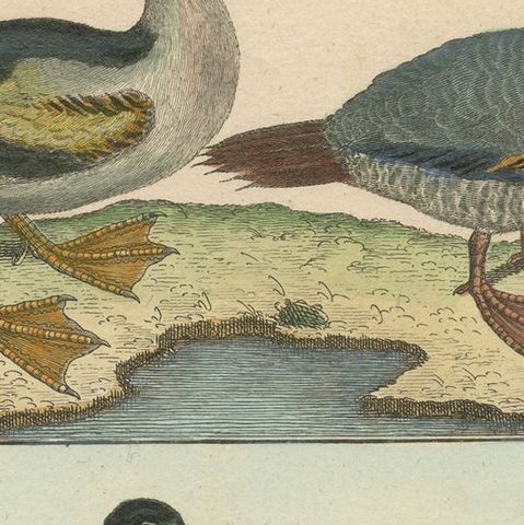 Beautiful, Hand-Colored, Rare Copper Engraving of 3 Ducks and An Avocet (1792)., close-up 1