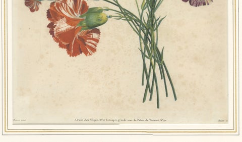 Antique Botanical Print of Carnations by Jean-Louis Prévost, 1805, close-up 3