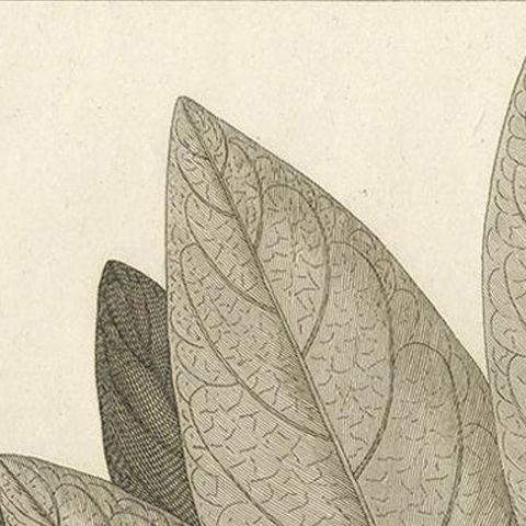 Antique Print of a Coccinea Plant Species by Symes '1800', close-up 1