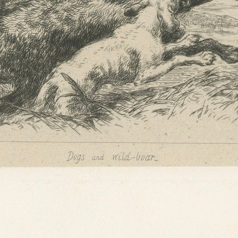 Dogs Attacking a Wild Boar, Dramatic Sporting Etching by J.F. Tayler, 1872, close-up 6