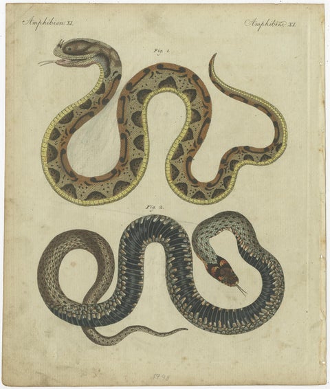Set of 2 Antique Prints of Various Snakes by Bertuch, circa 1800, view 2