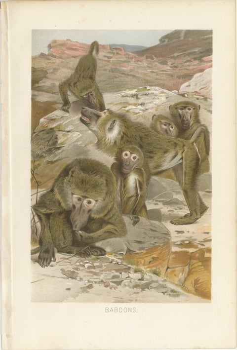Baboons, Antique Primate Print, British Natural History Illustration 1894, view 2