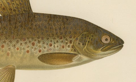 Brown Trout Diversity in Scandinavian Waters: Exquisite Lithograph, 1895, close-up 2