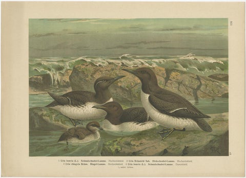 Set of 6 Antique Ornithology Chromolithographs, Arctic & European Birds, c.1890, view 6